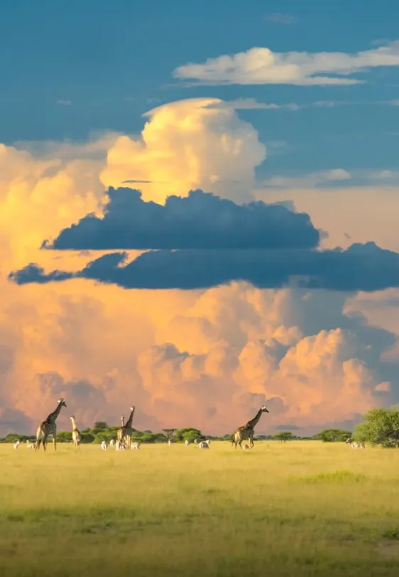 Botswana Card image