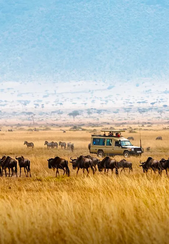 Masai Mara Card image